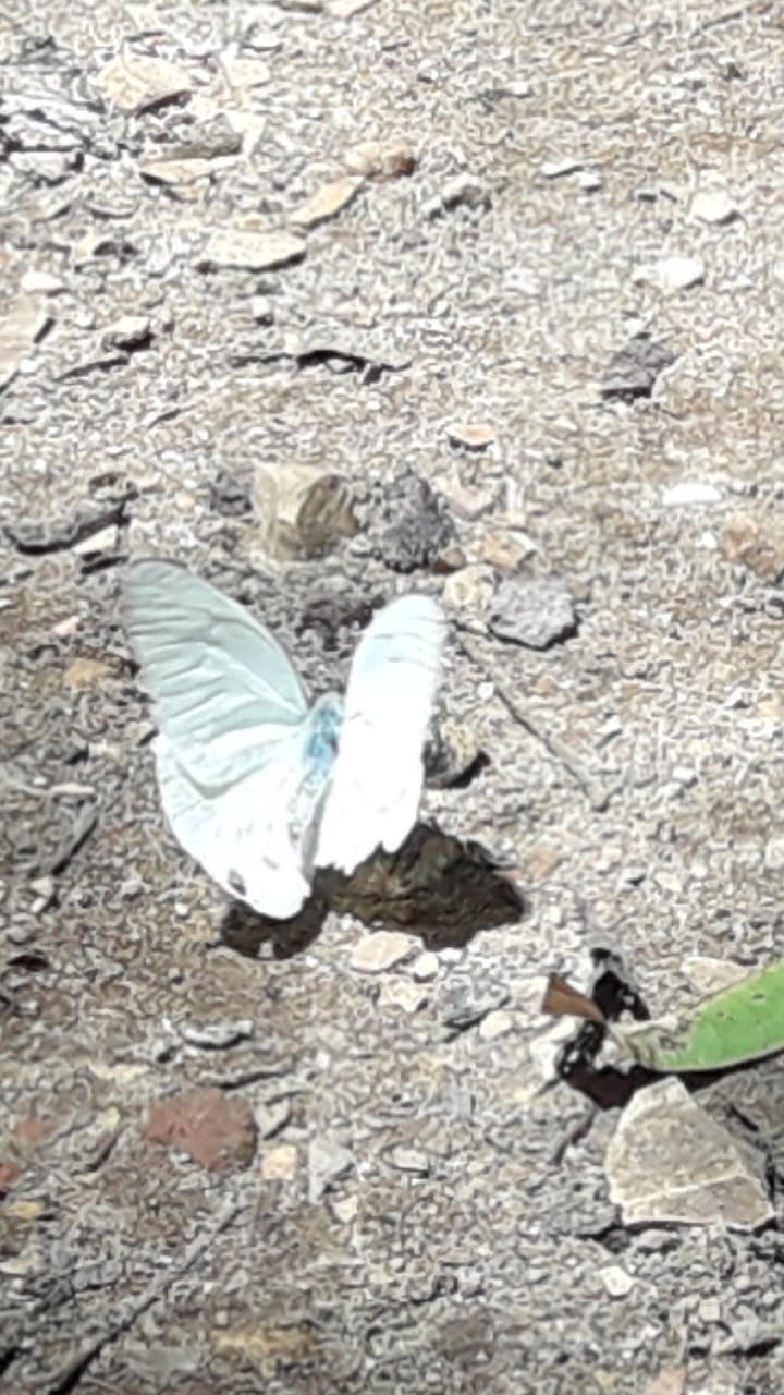 Screenshot_20190503-024648_Gallery.jpg