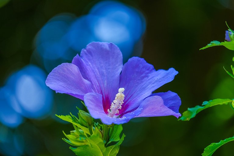 hibiscus-4774822_960_720.jpg