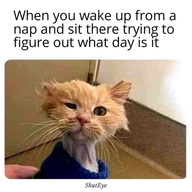 ShutEyewakeupmemes1511024x1024.jpg