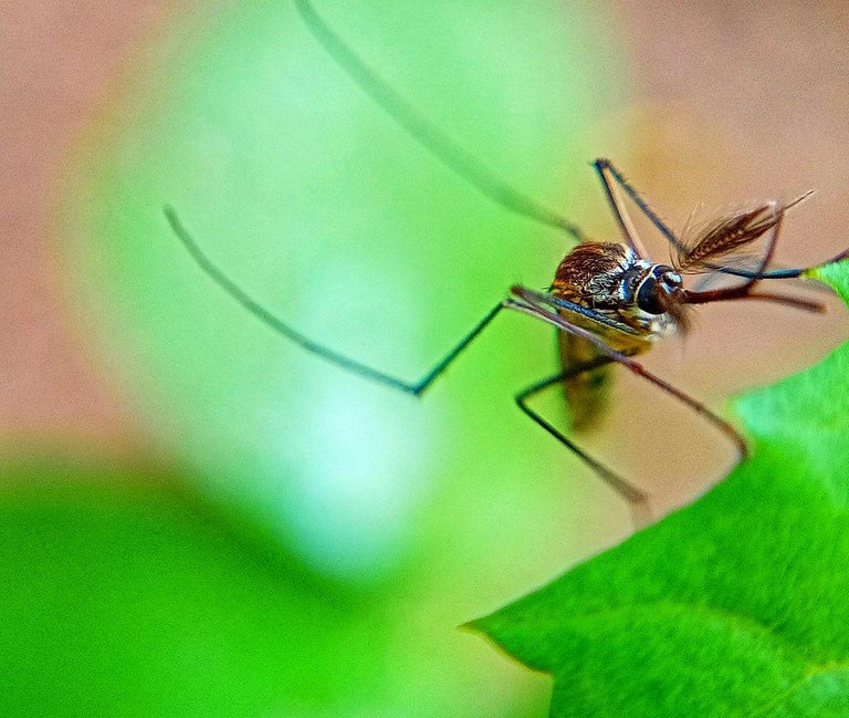 Armigeres subalbatus.