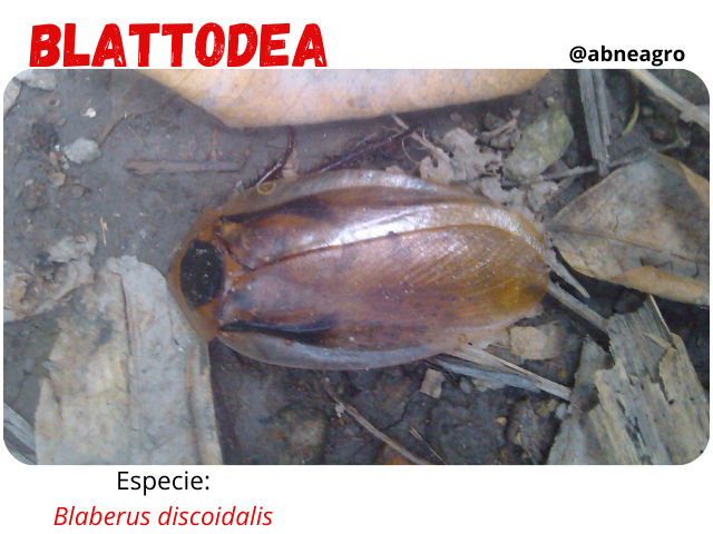 Blattodea camuflaje.png