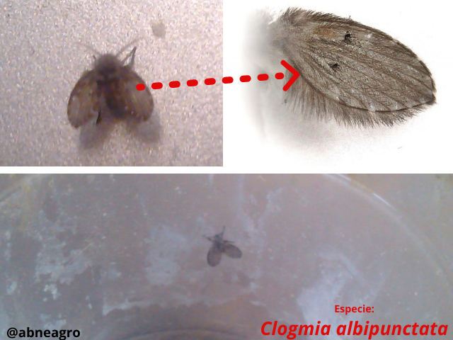 Diptera 8.png