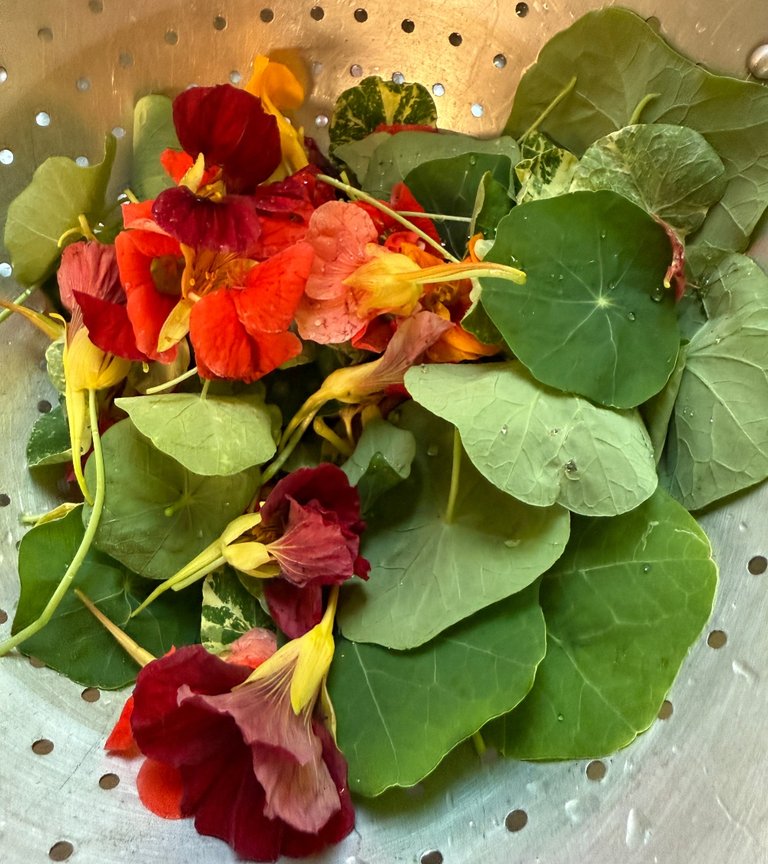 foodiesbeehive-nasturtium-ferment-5.jpg