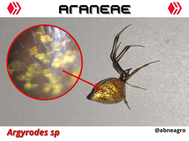 Automeris cf. jucunda (7).png