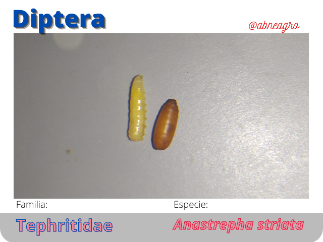 @abneagro(11).png
