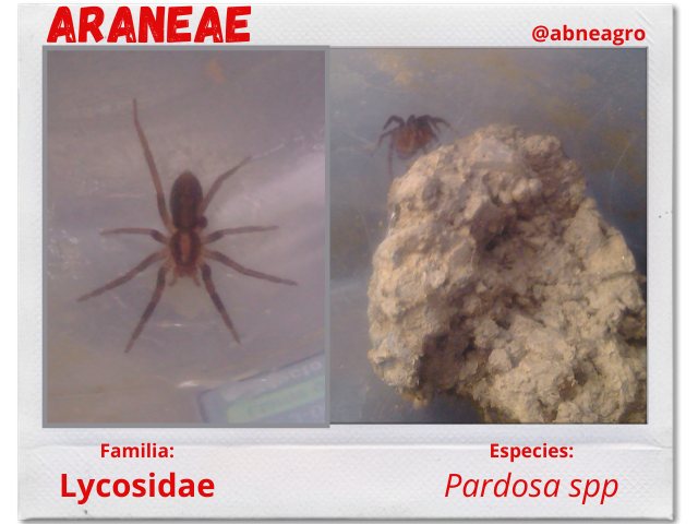 Araña 6.png