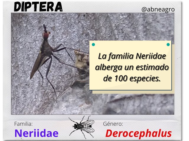 Diptera(1).png