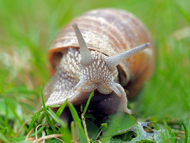 snail-1502214_640.jpg