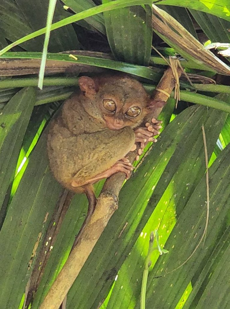  "tarsier3.jpg"