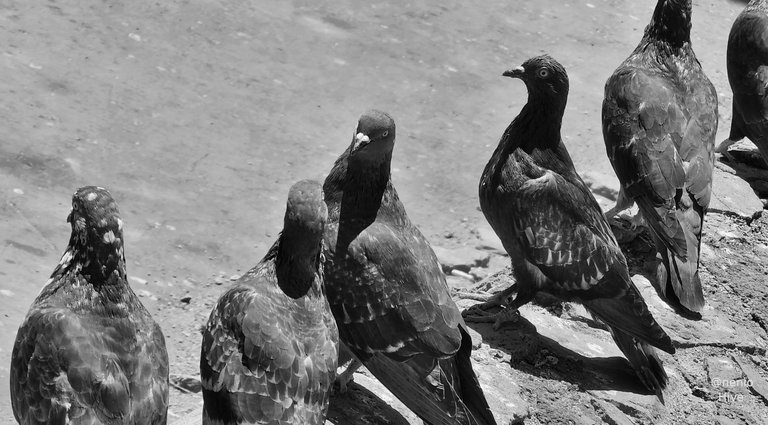 pigeons-011-bw.jpg