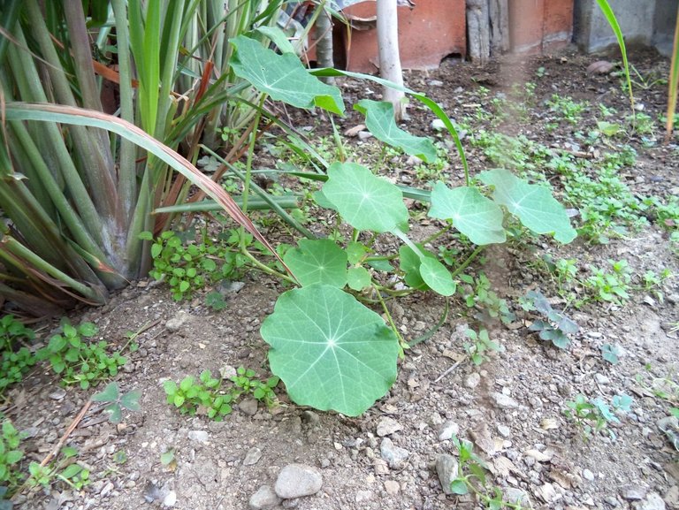 g4_yerba luisa and mastuerzo_waralwa_garden.jpg