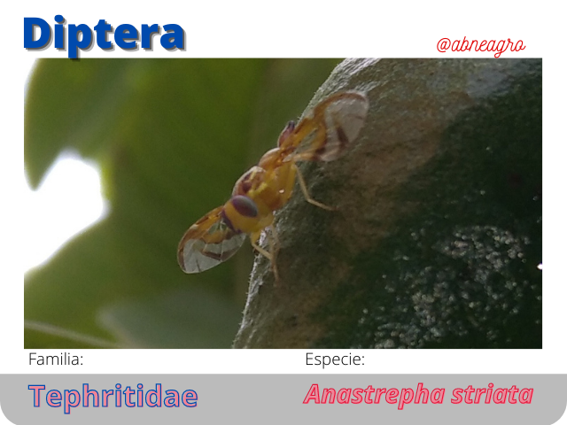 @abneagro(13).png