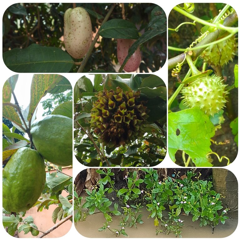 The Beauty Part Of Nature In My Environment 