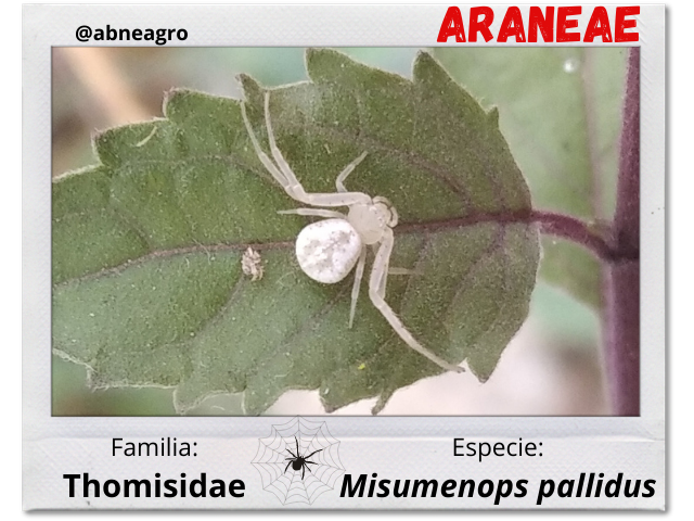 Araneae 5.png