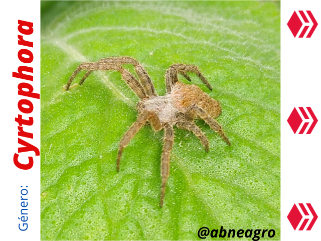 Araneidae(1).png