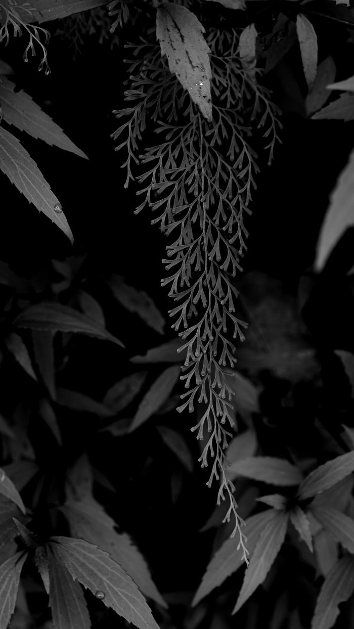 DSC03026b.jpg
