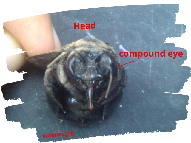 competition among species 6.png