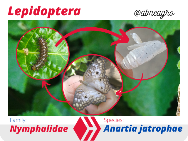 @abneagro(6).png