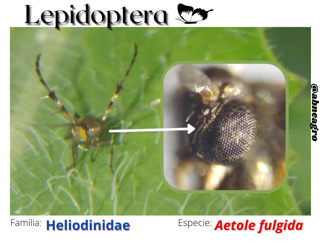 Lepidoptera(5).png