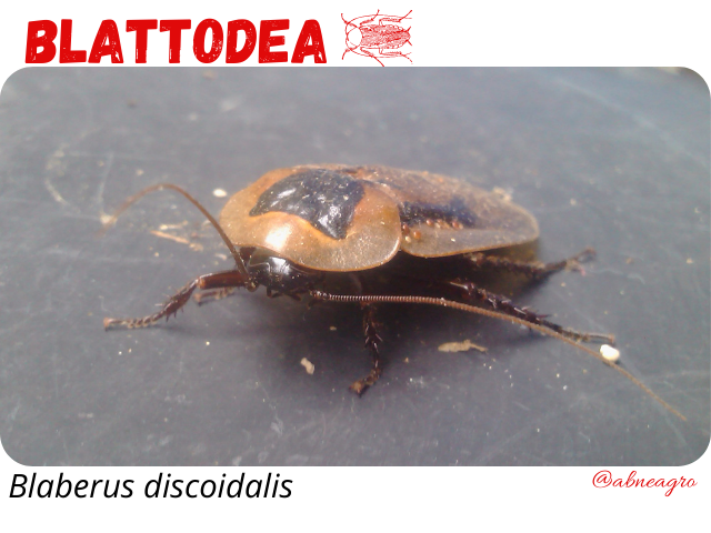 Blattodea 3.png