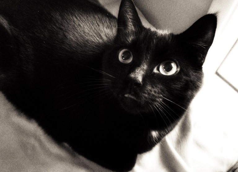 CC0122ShadowBW.jpg