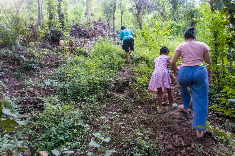 climbing the hill to find the trenggulun trees