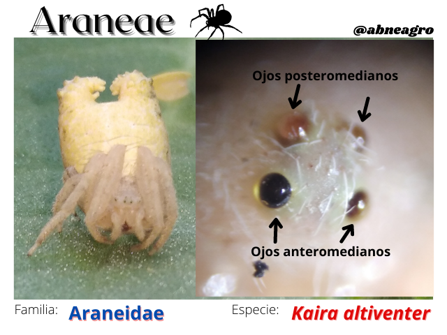 Lepidoptera(5).png