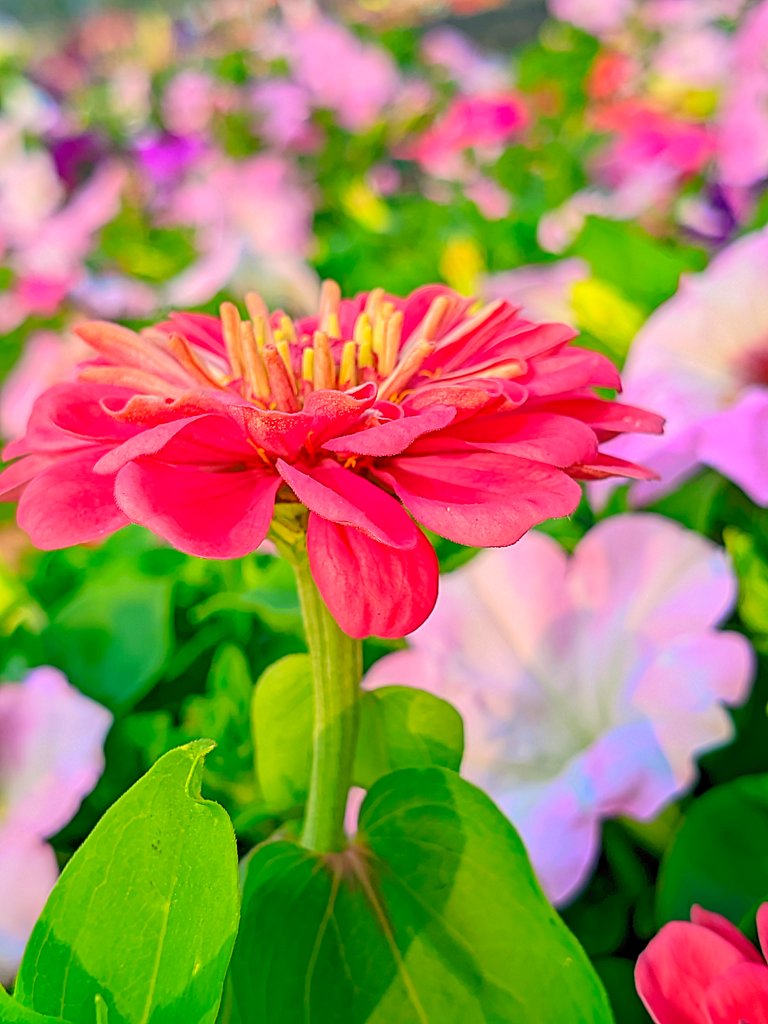 LMC_20250122_155256_🌈Color boost by Riyan .jpg