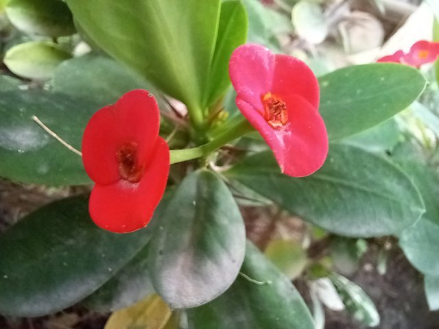 Beautiful Red Color Flowers Photography