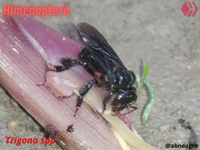 Automeris cf. jucunda (4).png
