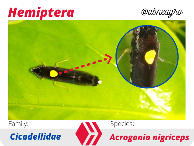 @abneagro(2).png