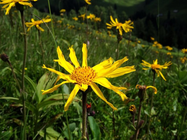 arnica-3004364_960_720.jpg