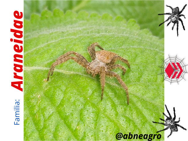 Araneidae.png