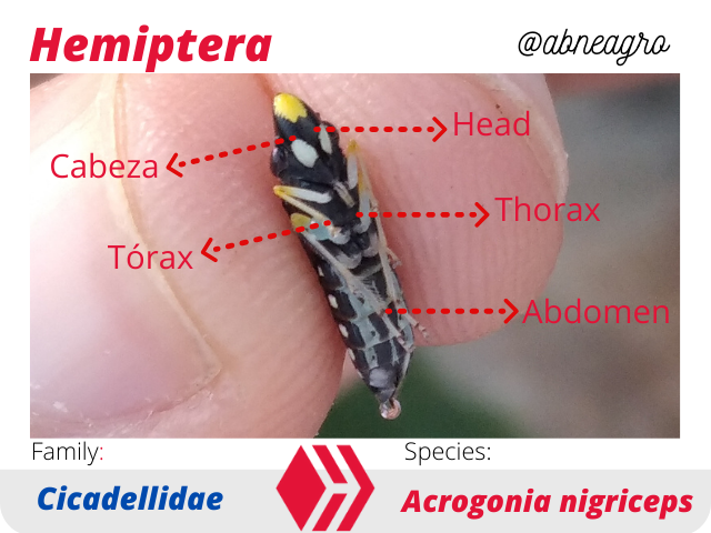 @abneagro(4).png