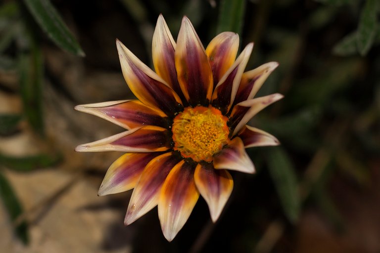 DSC_4087.jpg