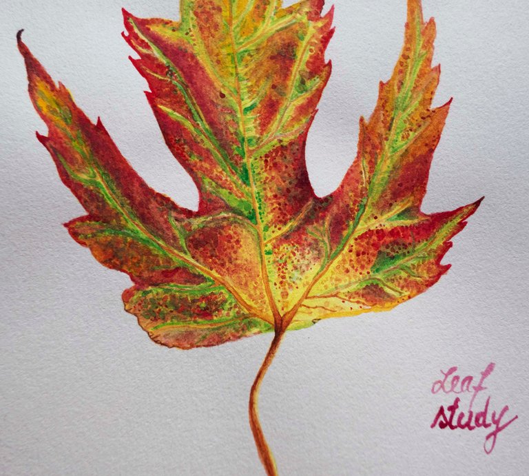 leafstudy4.jpg