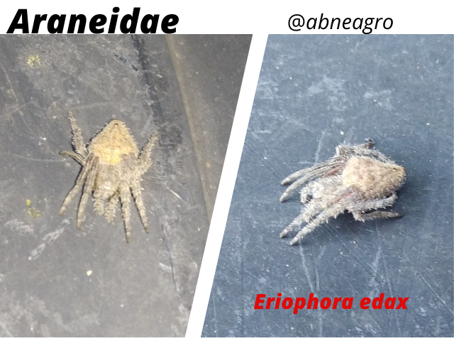Araneidae(8).png