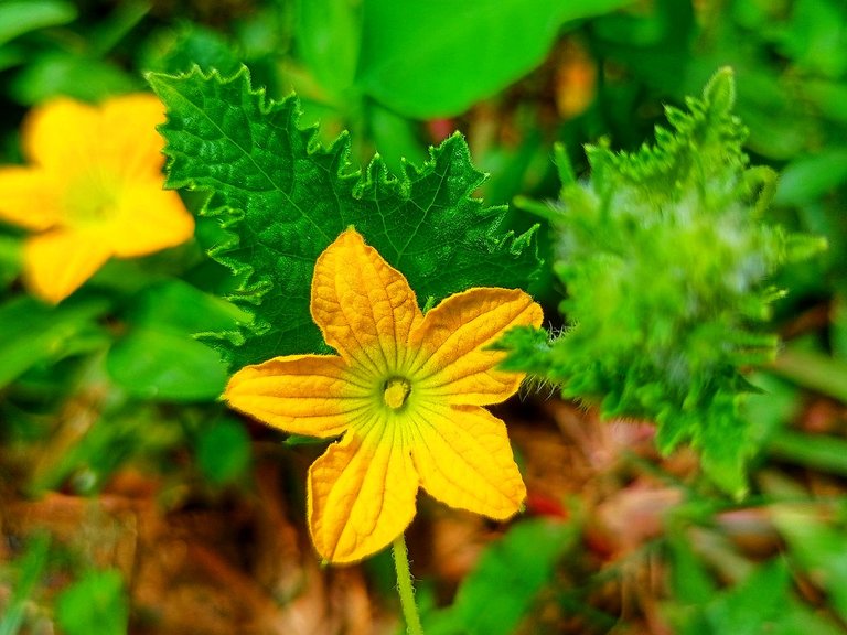 Cucurbita moschata