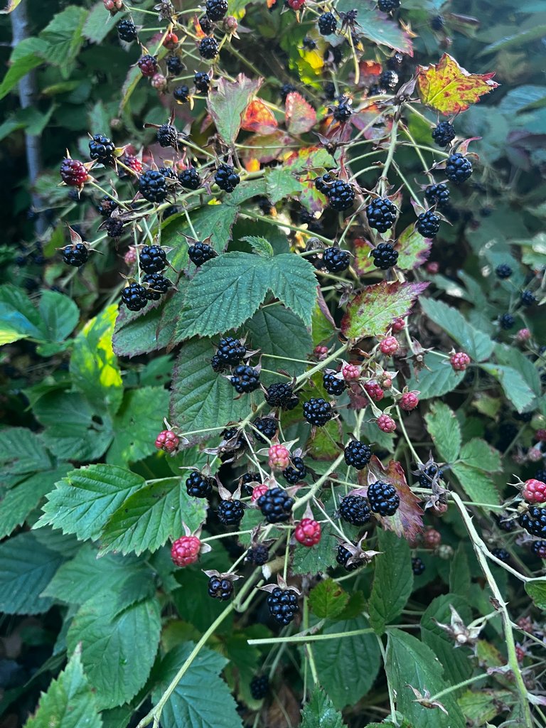 IMG_3378.jpeg