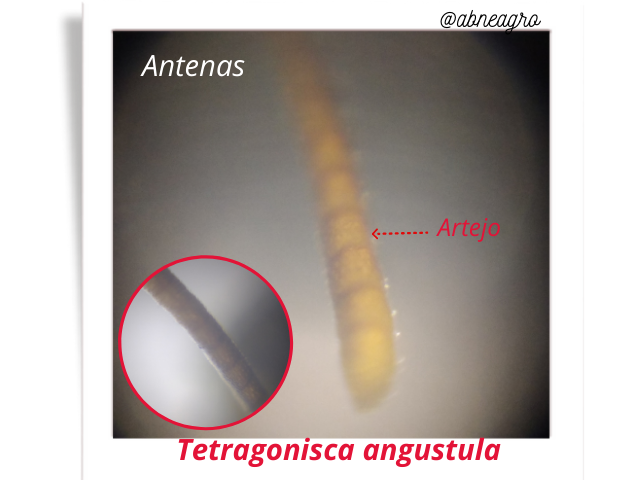 @abneagro(7).png