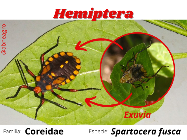 Hemiptera(12).png