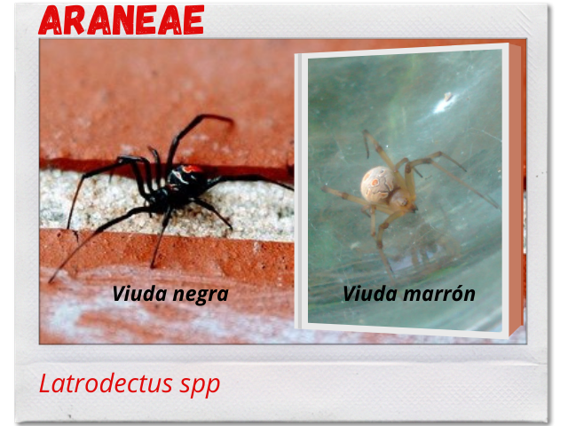 Arañas 2.png