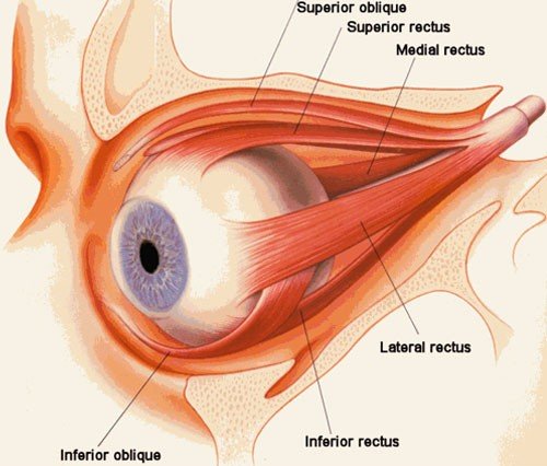 _196_anatomy1.jpg