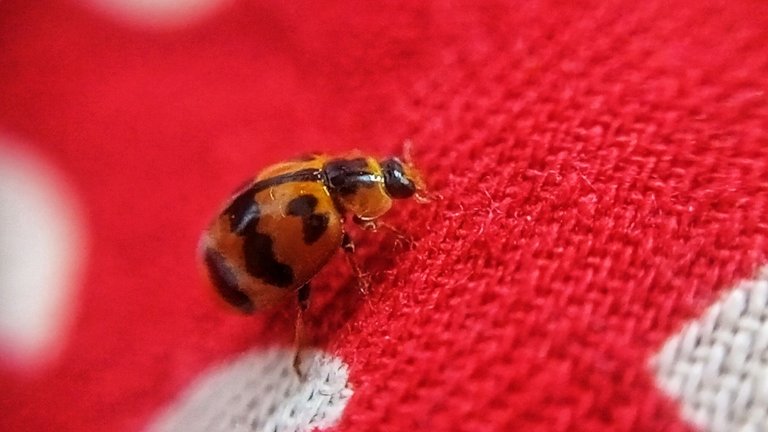 Coccinella transversalis.