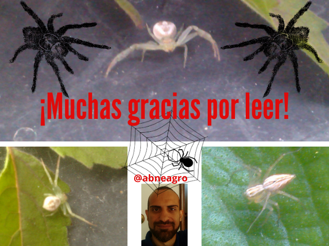 Araneae final.png