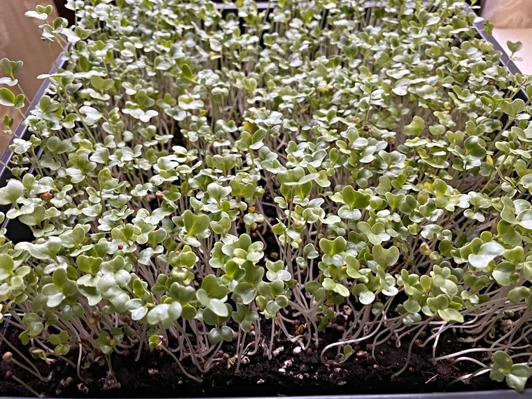 microgreens-broccoli-.jpg