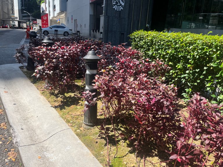 IMG_9382.jpeg