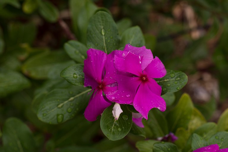 DSC_4261.jpg