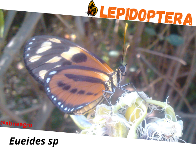 Lepidoptera portada.png