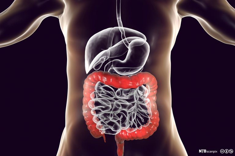 Intestine